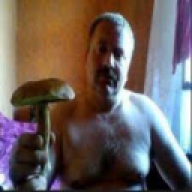 Borowikddl