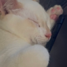 blondpanna