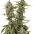 GRP
