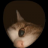 AsylantenCeo